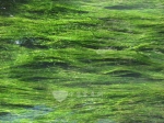 水藻有望成為人類未來(lái)的生物燃料嗎？